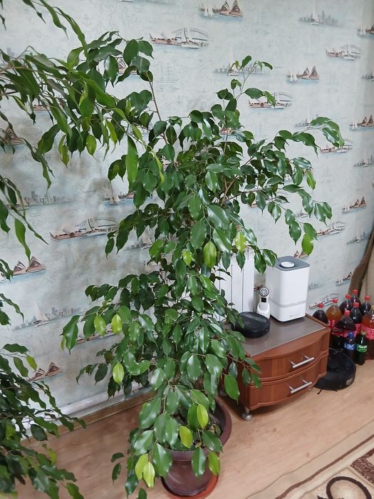 Продам фикус бенжомина
