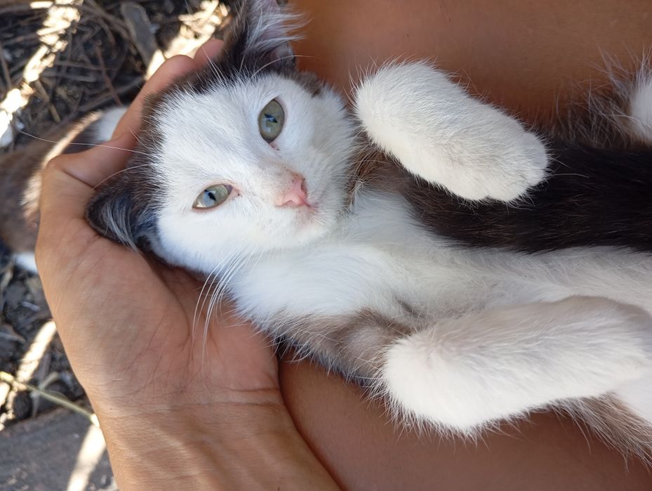 Котёнок котята две сестрички