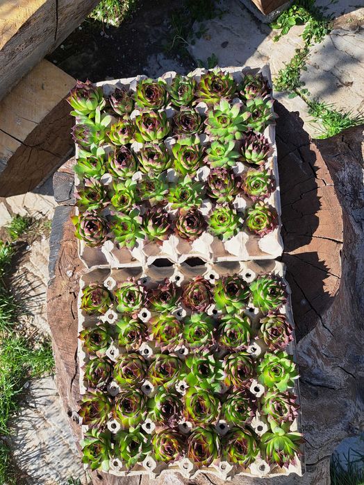 Sempervivum - urechelnita - suculente