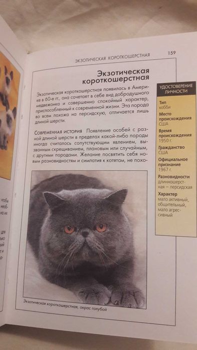 Справочник Кошки