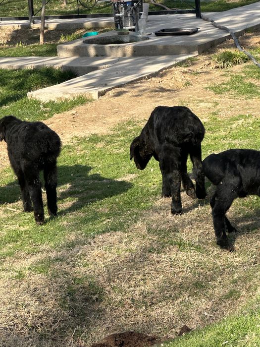 Козылы койлар сатылады