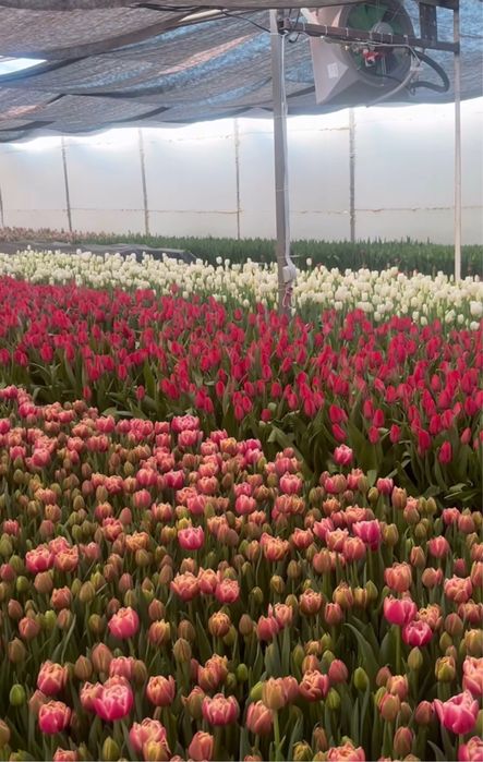 Тюльпаны оптом из собственной теплицы