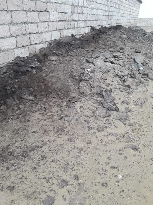 Хвойные растения и конский навоз