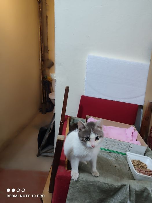 Отдам котенка в добрые руки