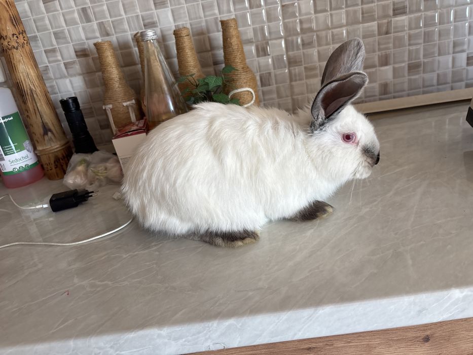 Iepuri californiei+uriaș de transilvania