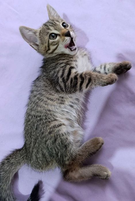 Домашние котята ищут любящих хозяев