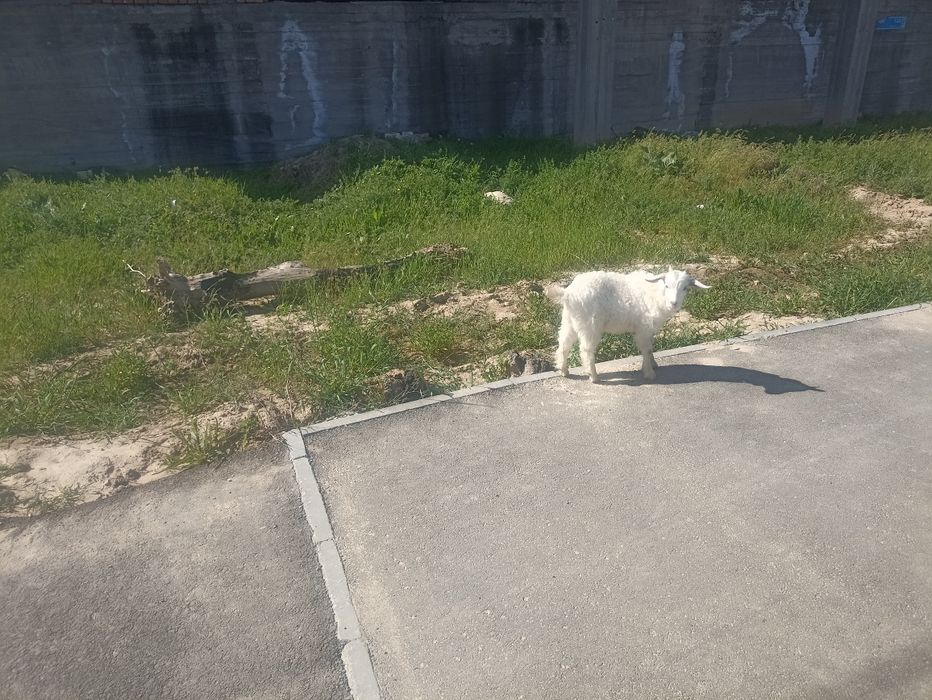 Теке лақ сатылады.1.5 айлық, бағасы 20.000і