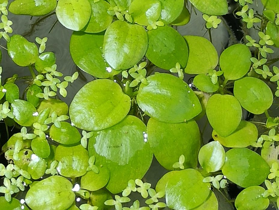 Растения за аквариум