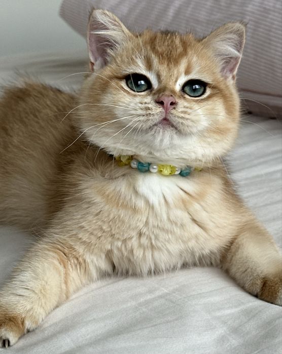 Fetita superba british shorthair golden chinchilla. Pedigree WCF