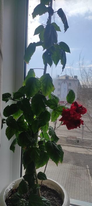 Комнатные растения гибискус