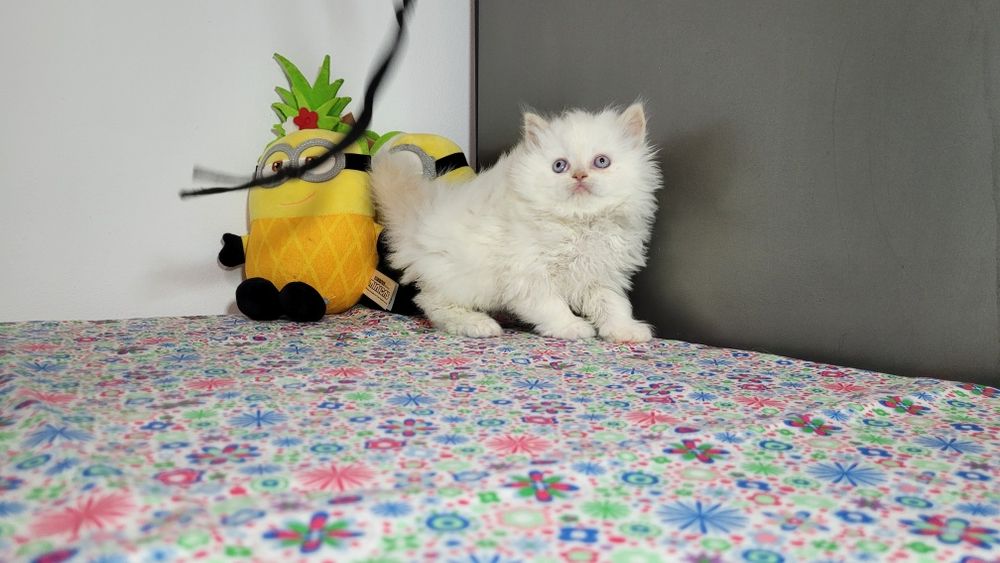 British Longhair red point  femela.