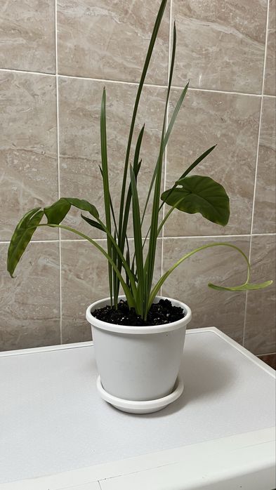 Домашные растения