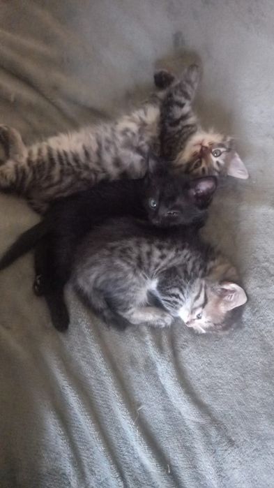 Продам котят (мальчики), 1 месяц