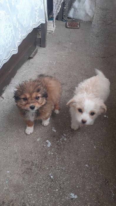 Donez cățeluși frumoși