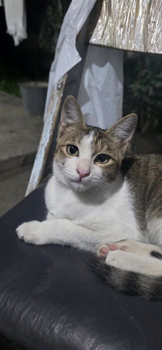 Отдам котика в добрые руки 4 месяца