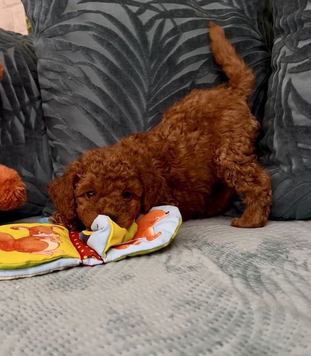 Пудел мини пудел