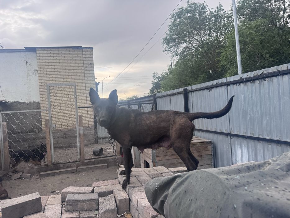 щенята овчарки 7 шт