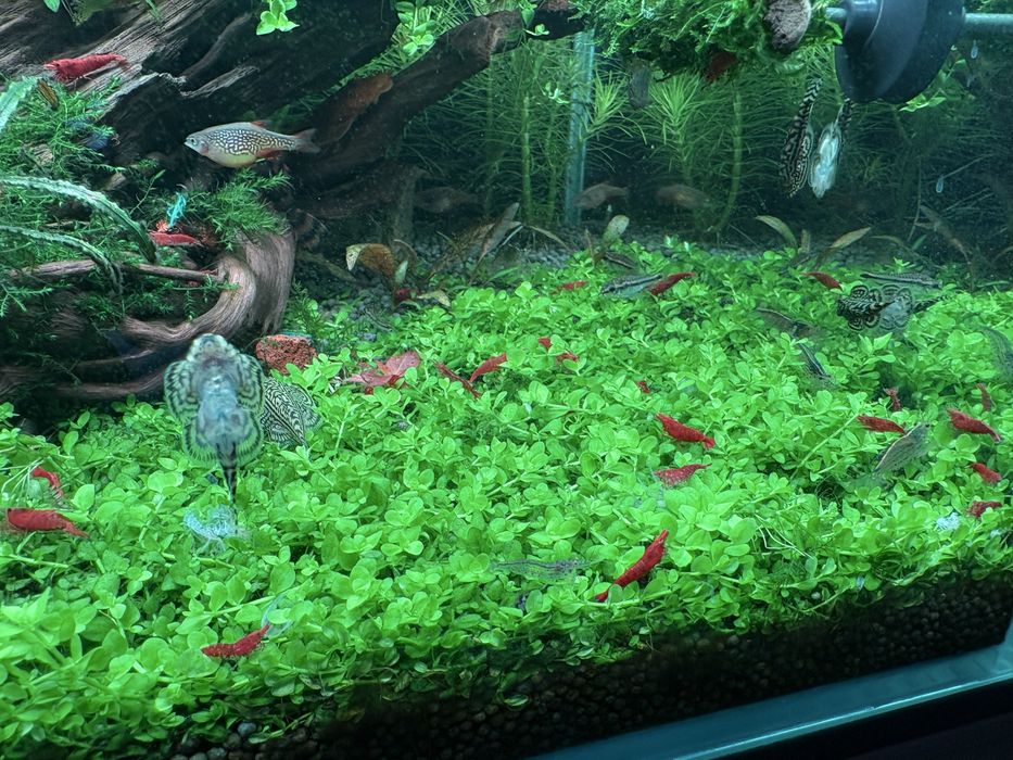 Продам почвапокровка монте карло