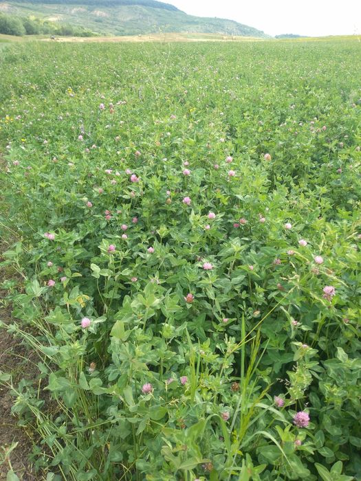 Vind baloti rotunzi!