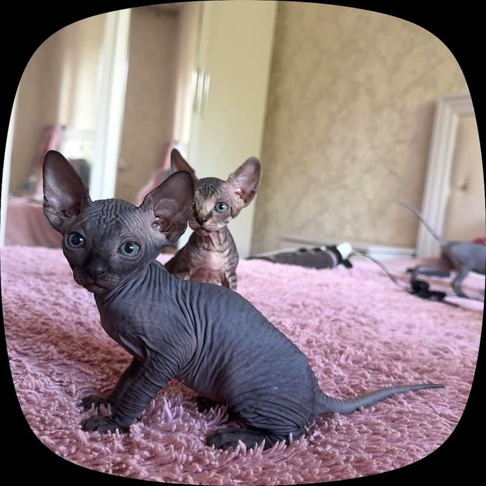 Котята Сфинкса.