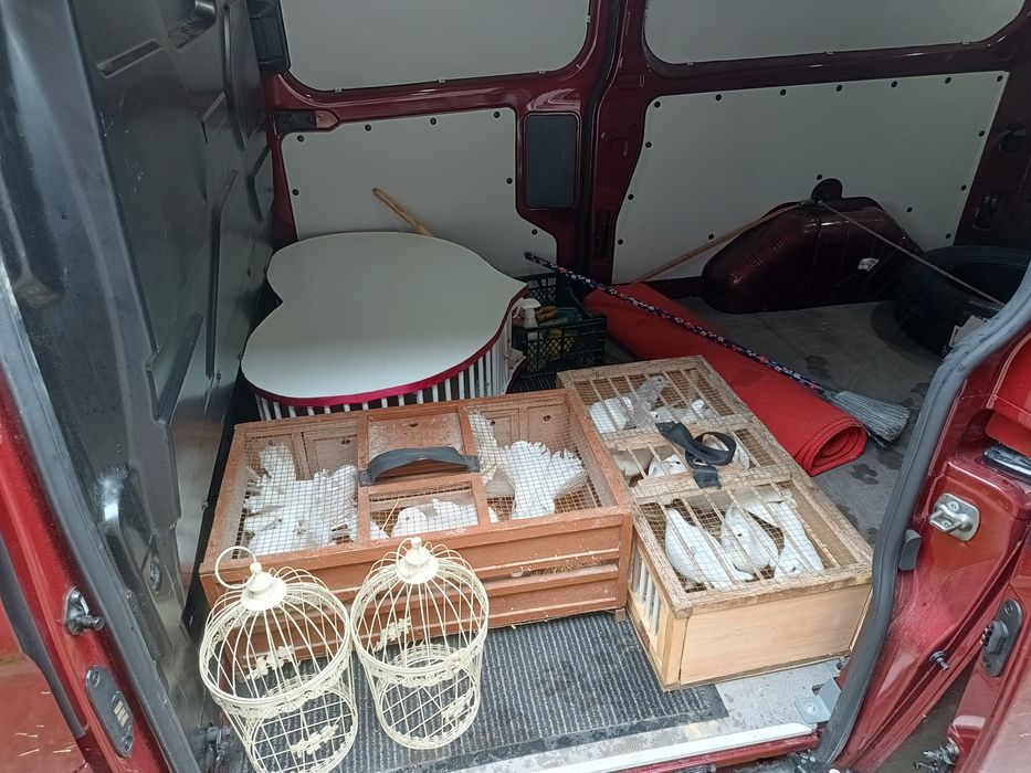 Pachet complet de decorațiuni și porumbei pentru evenimente speciale (