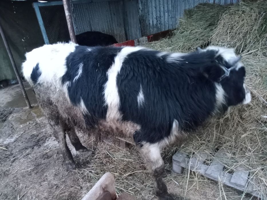 Продается два бычка