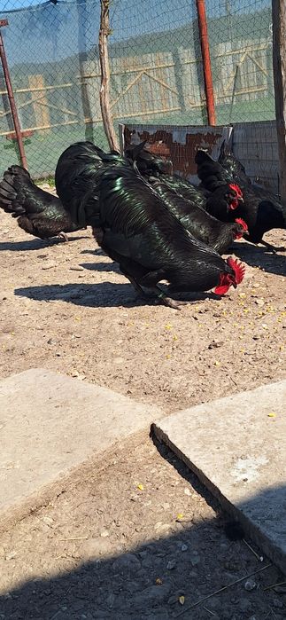Gaini si cocosi de australorp si tineret