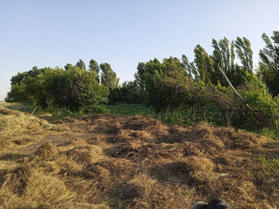 Ер участка богдорчилик ва дехкончилик учун 25 сотих Туйтепада