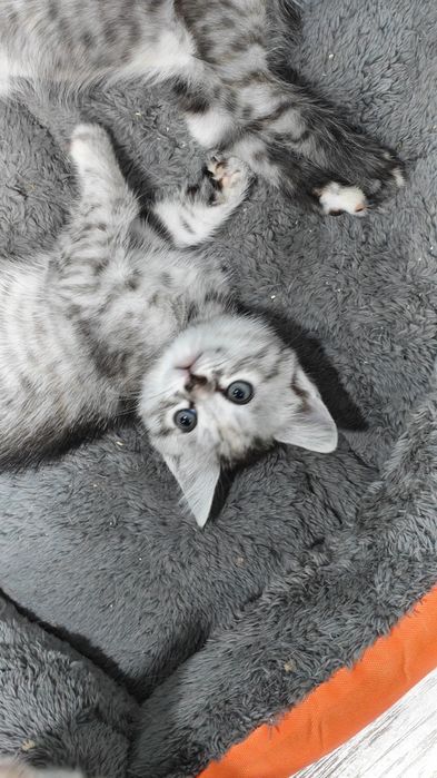 Отдам кошечек, 2 месяца, домашние