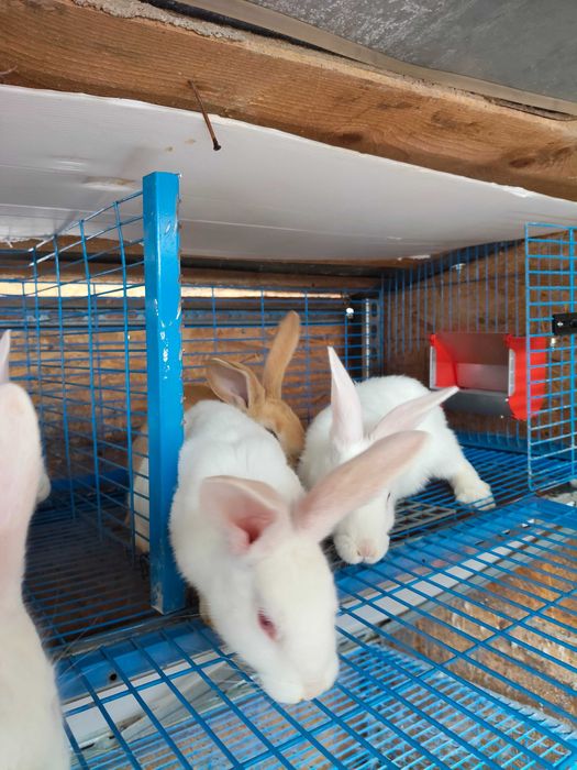 Iepuri HYCOL de vânzare