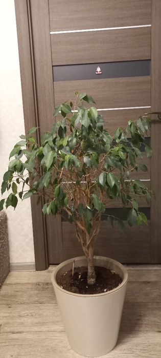 Продам красивый фикус. 90 см