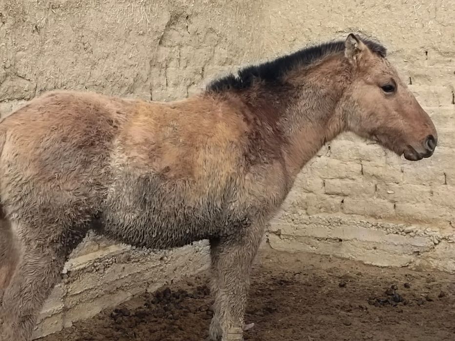 Полторашкалар сатылады