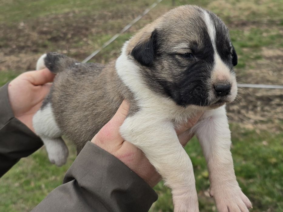 Ciobănesc de Asia Centrală