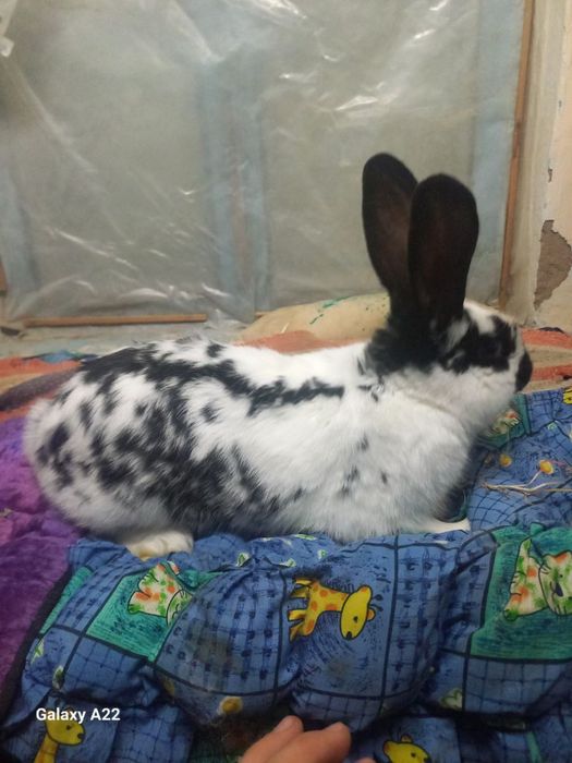 Кролик кролики quyon quyonlar