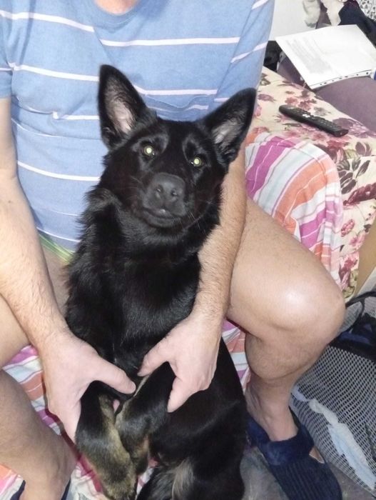 Adoptie catelusa 8 luni