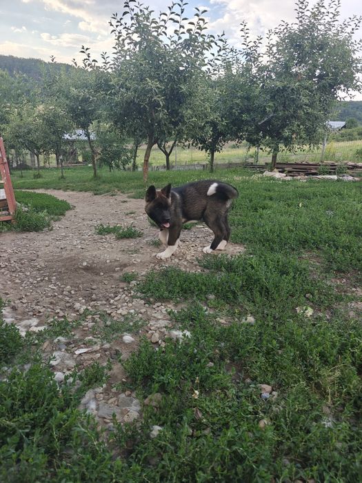 Mascul Akita american