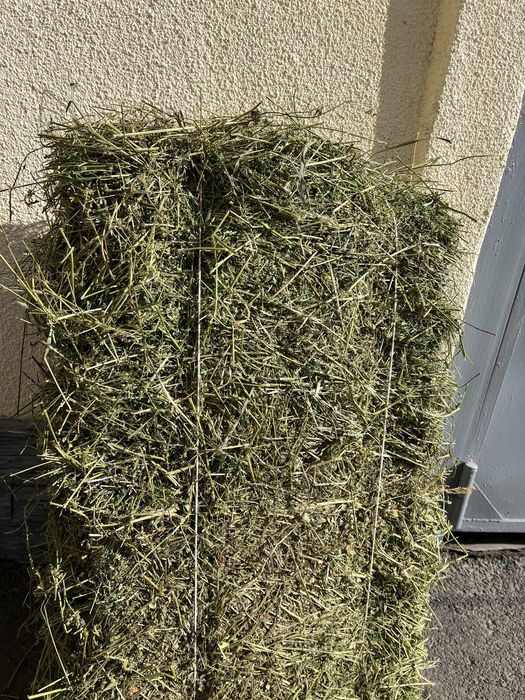 Люцерна продам продам