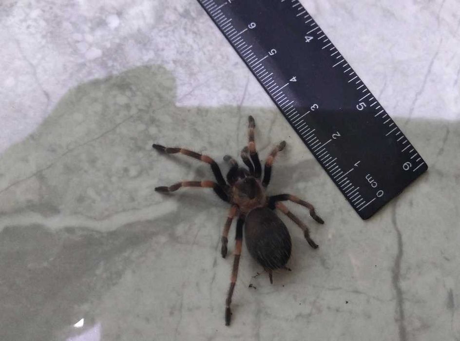Tarantula - Тарантyла