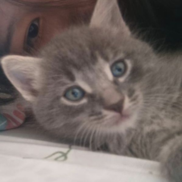 Кот в добрые руки