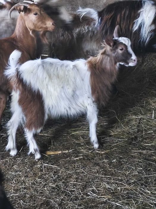 Iezi de lapte de vânzare