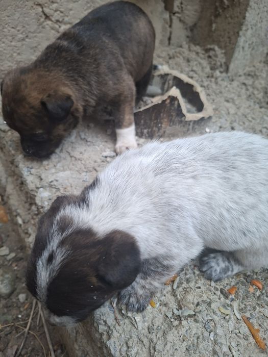 Kuchukchala kimga kerak