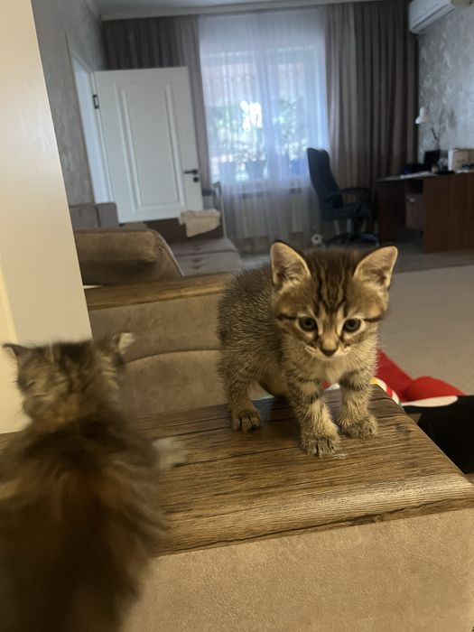 Котята 3 девочки отдам в добрые руки!!!