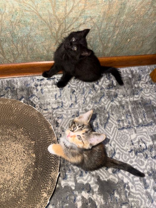 Котята бесплатно домашние