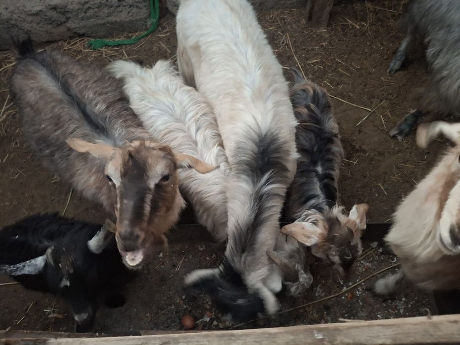 Занен таза орыс ешкі буаз