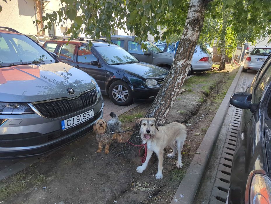 Adopție caine de vanatoare