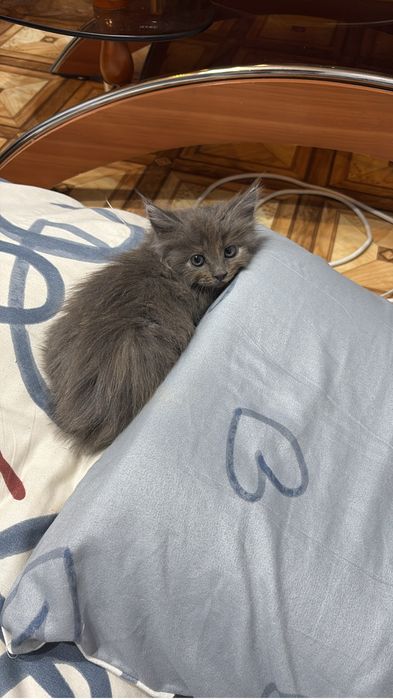 Котенок, Мейн-Кун