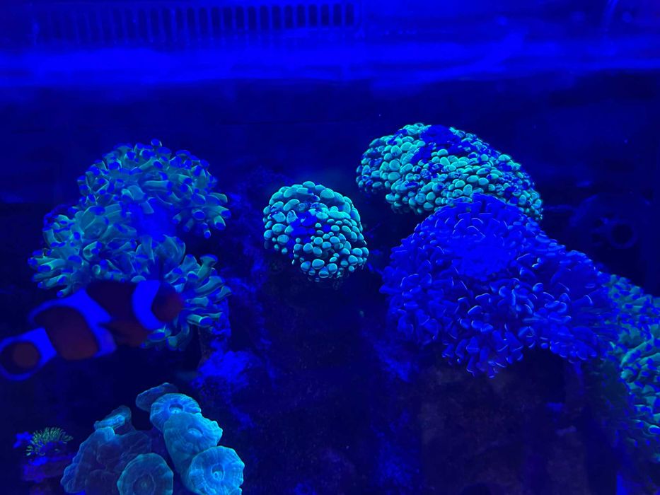 Acvariu Marin Red Sea Max Nano + Stand + Accesorii Complete