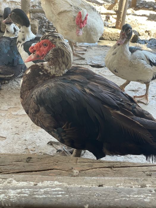 Индоутки домашние