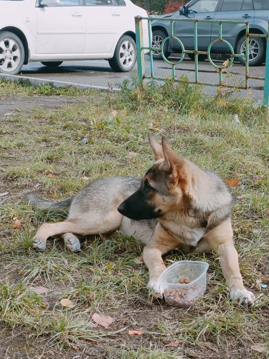 Щенок подросток (девочка)