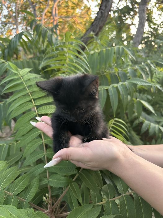 Отдам кошечку в хорошие руки